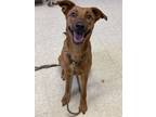 Adopt Beauty a Red/Golden/Orange/Chestnut Mixed Breed (Medium) / Mixed dog in