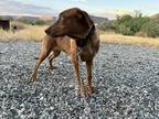 Adopt Patches - Phoenix, AZ a Brown/Chocolate Catahoula Leopard Dog / Labrador