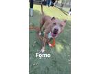 Adopt Fomo a Tan/Yellow/Fawn - with White Pit Bull Terrier / Mixed dog in