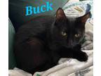 Adopt Buck a All Black Domestic Shorthair (short coat) cat in schenectady