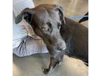 Adopt Flit a Black Labrador Retriever / Mixed dog in Dickinson, TX (38185773)