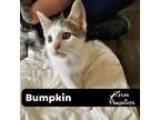 Adopt Bumpkin a White (Mostly) Domestic Shorthair (short coat) cat in Dallas