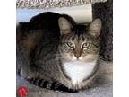 Adopt Louise a Brown Tabby Domestic Shorthair (short coat) cat in St.
