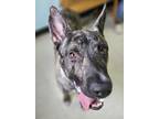 Adopt Apollo a Brindle German Shepherd Dog / Mixed dog in Altoona, PA (37900313)
