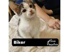 Adopt Biker a White (Mostly) Domestic Shorthair (short coat) cat in Dallas