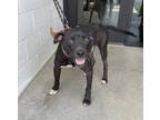 Adopt Woody a Black Terrier (Unknown Type, Small) / Mixed dog in Marshall
