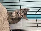 Adopt Daisy (109) a Brown Tabby Domestic Shorthair (short coat) cat in Chino