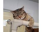 Adopt Greed a Brown Tabby Domestic Shorthair / Mixed (short coat) cat in