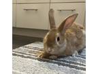 Adopt Hawaii a Tan Mini Rex / New Zealand / Mixed rabbit in Kingston