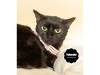 Adopt TAKASHI a All Black Domestic Mediumhair (medium coat) cat in Wyandotte