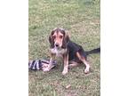 Adopt Flea a Tricolor (Tan/Brown & Black & White) Beagle / Mixed dog in Baton