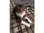 Adopt Vito a Brown Tabby Domestic Shorthair (short coat) cat in Staten Island