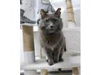 Adopt Gus a Gray or Blue Domestic Shorthair (short coat) cat in Missoula