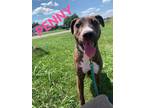Adopt Penny a Brindle Mixed Breed (Medium) / Mixed dog in Greenville