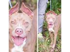 Adopt OPAL-27954 a Tan/Yellow/Fawn Pit Bull Terrier / Mixed dog in Bartlett
