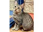 Adopt Millspaugh TCR 20 6-9-23 a Gray or Blue Domestic Shorthair / Domestic