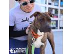 Adopt DONNIE a Brindle - with White Pit Bull Terrier / Mixed dog in Tucson