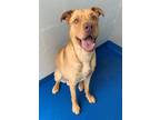 Adopt Sig a Tan/Yellow/Fawn Retriever (Unknown Type) / Mixed dog in Lancaster