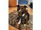 Adopt Rocco a Brindle - with White American Staffordshire Terrier / Pit Bull