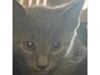 Adopt LooLoo a Gray or Blue Domestic Shorthair / Mixed cat in St.