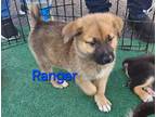 Adopt Ranger a White - with Red, Golden, Orange or Chestnut German Shepherd Dog