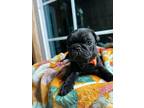 Adopt Paris a Black Pug / Pug / Mixed dog in Los Angeles /Barstow, CA (38458178)