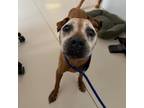 Adopt Dorothy a Tan/Yellow/Fawn Boxer / Mixed dog in Austin, TX (38458425)