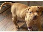 Adopt Micah a Brown/Chocolate Mixed Breed (Large) / Mixed dog in Saskatoon
