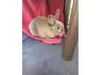 Adopt Mangoustan a Grey/Silver Other/Unknown / Other/Unknown / Mixed rabbit in
