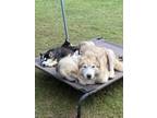 Adopt Carly a White - with Red, Golden, Orange or Chestnut Siberian Husky /