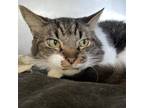 Adopt Galvin a Gray or Blue Domestic Shorthair / Mixed cat in Englewood