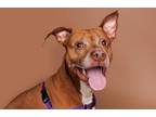 Adopt HERO a Tan/Yellow/Fawn American Pit Bull Terrier / Mixed dog in Slinger