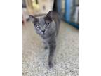 Adopt Scooby a Gray or Blue Russian Blue / Domestic Shorthair / Mixed (short