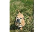 Adopt Pumpkin a Tan/Yellow/Fawn American Staffordshire Terrier / Mixed dog in