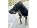 Adopt Maverick a Black Plott Hound dog in Jackson, GA (38332805)