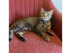 Adopt Chloe a Brown or Chocolate Domestic Shorthair / Mixed cat in Irwin