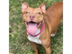 Adopt Pearl a Tan/Yellow/Fawn Pit Bull Terrier / Mixed dog in St.