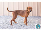 Adopt Red a Red/Golden/Orange/Chestnut Rhodesian Ridgeback / Mixed dog in