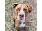 Adopt Daisy a Brown/Chocolate American Staffordshire Terrier / Mixed dog in