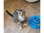 Adopt Winnie a Gray, Blue or Silver Tabby Domestic Mediumhair / Mixed cat in