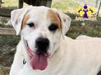 Adopt Copper a White Mixed Breed (Large) / Mixed dog in Georgetown