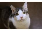 Adopt Ronan a Domestic Shorthair cat in Portland, OR (38114774)