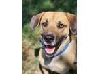 Adopt Scooby a Mixed Breed (Medium) / Mixed dog in Crocker, MO (38276690)