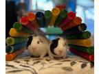 Adopt Scamp and Monkey a Guinea Pig small animal in Scotts Valley, CA (38459411)