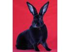 Adopt Rami a Rex / Mixed (short coat) rabbit in Scotts Valley, CA (38267314)