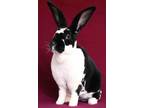 Adopt Kiri a Rex / Mixed (short coat) rabbit in Scotts Valley, CA (38258167)