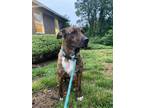 Adopt Carly a Brindle Plott Hound / Mixed Breed (Medium) / Mixed dog in Garnet