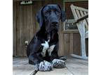 Adopt Leana a Black - with White Great Dane / Mixed dog in Vail, AZ (38376738)