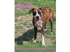 Adopt Bunzi a Brindle - with White Boxer / Mixed dog in Mission, TX (38208000)