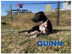 Adopt Quinn/Gurl a Black - with White Pit Bull Terrier dog in Council Bluffs